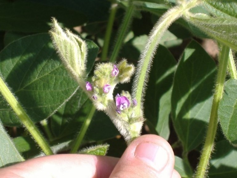 Figure 6 Purple soybean flower.jpg